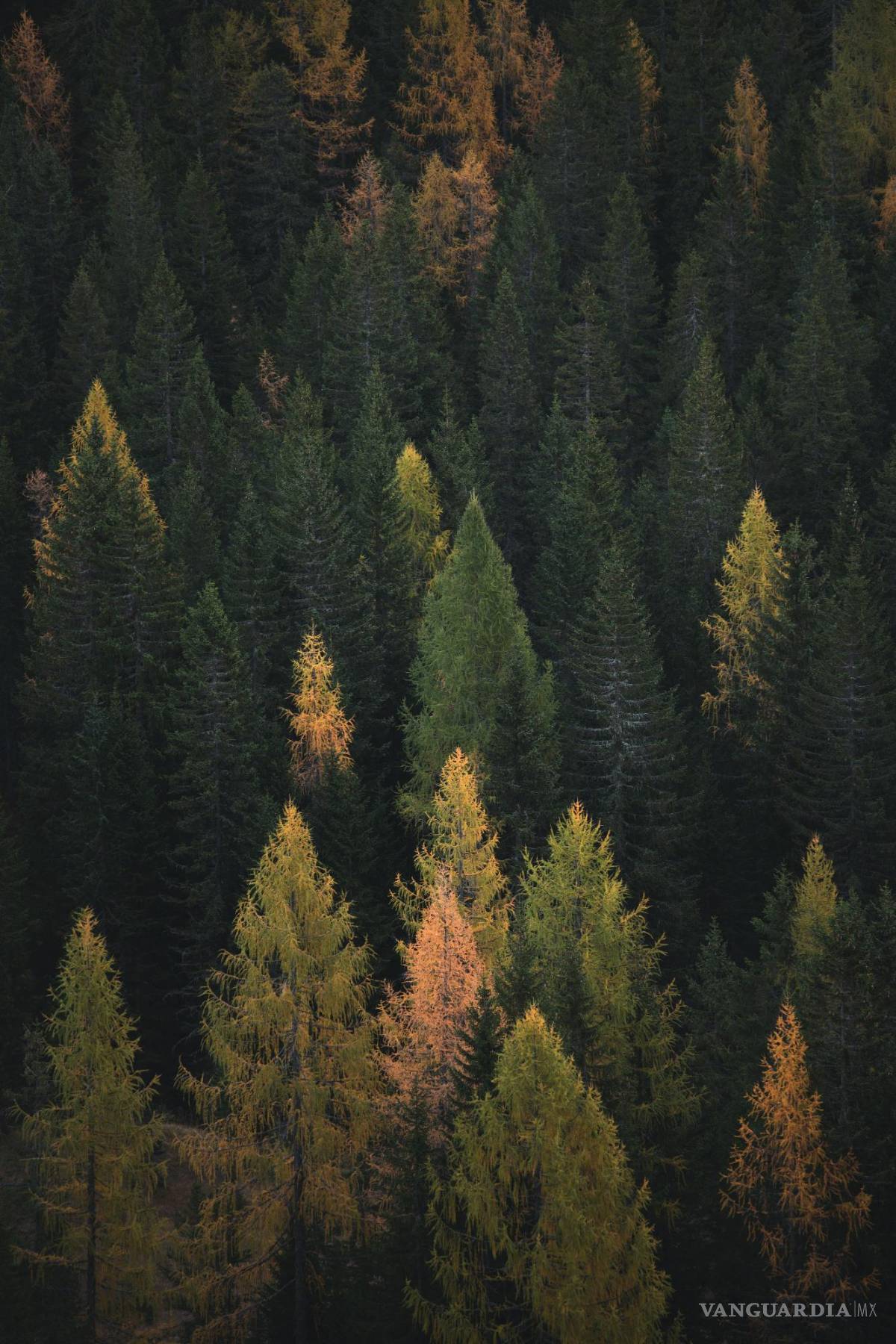 $!Coldplay plantará un árbol por cada boleto vendido. Según su última gira, serían 5.4 millones de árboles en todo el mundo.