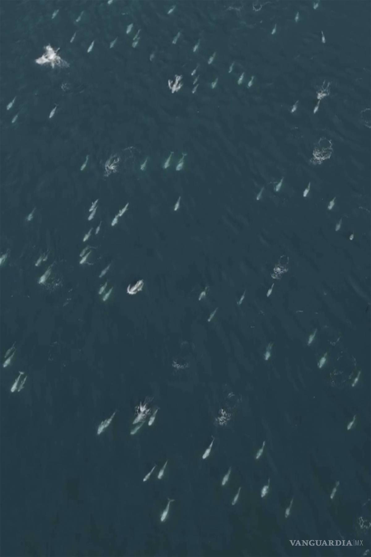 $!Colleen Talty, una bióloga marina, calificó de “asombroso” ver a más de 1,500 delfines retozando alrededor del bote.