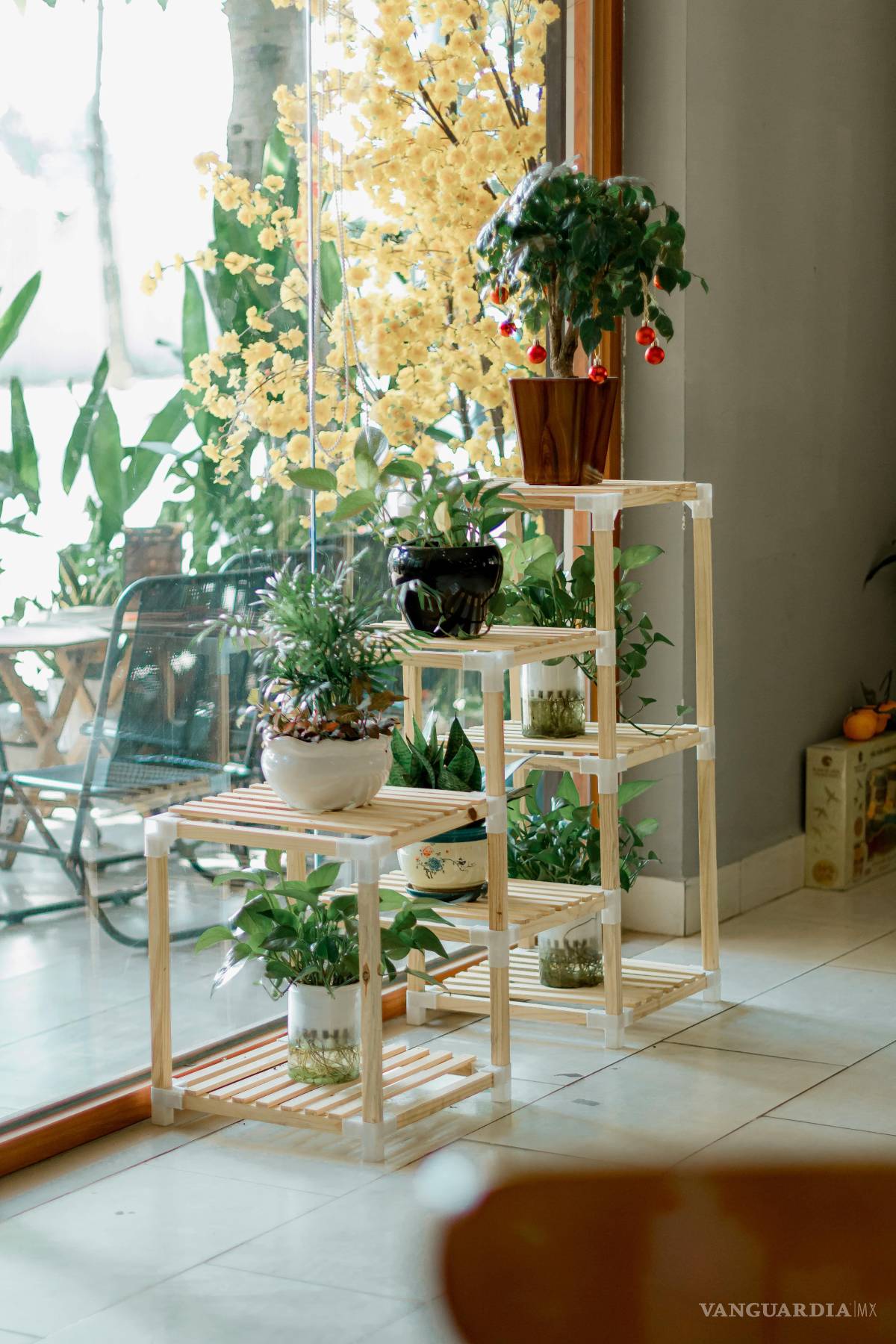 $!Es importante saber en qué zona colocar las plantas según la luz que requieren.