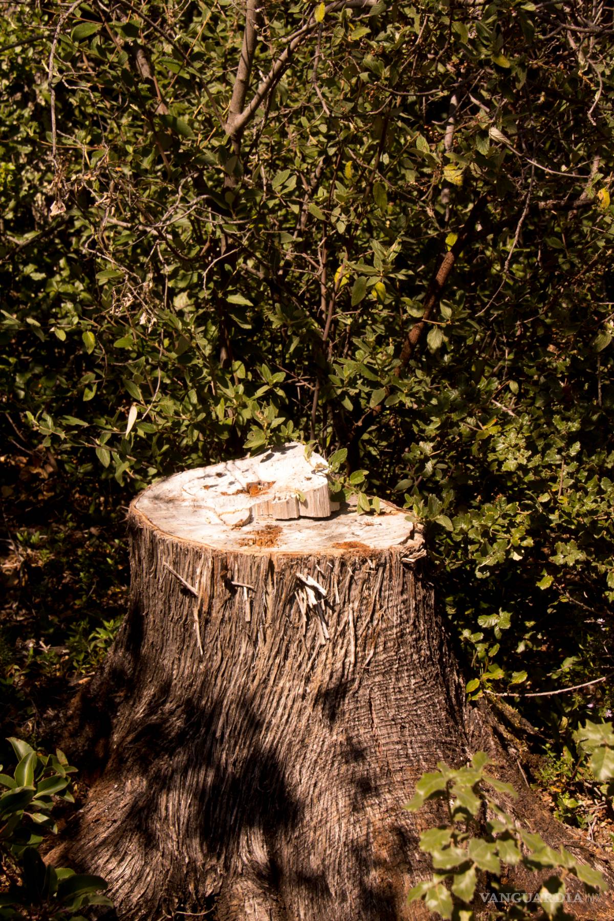 $!Sin respuesta a denuncia de colectivo por tala ilegal