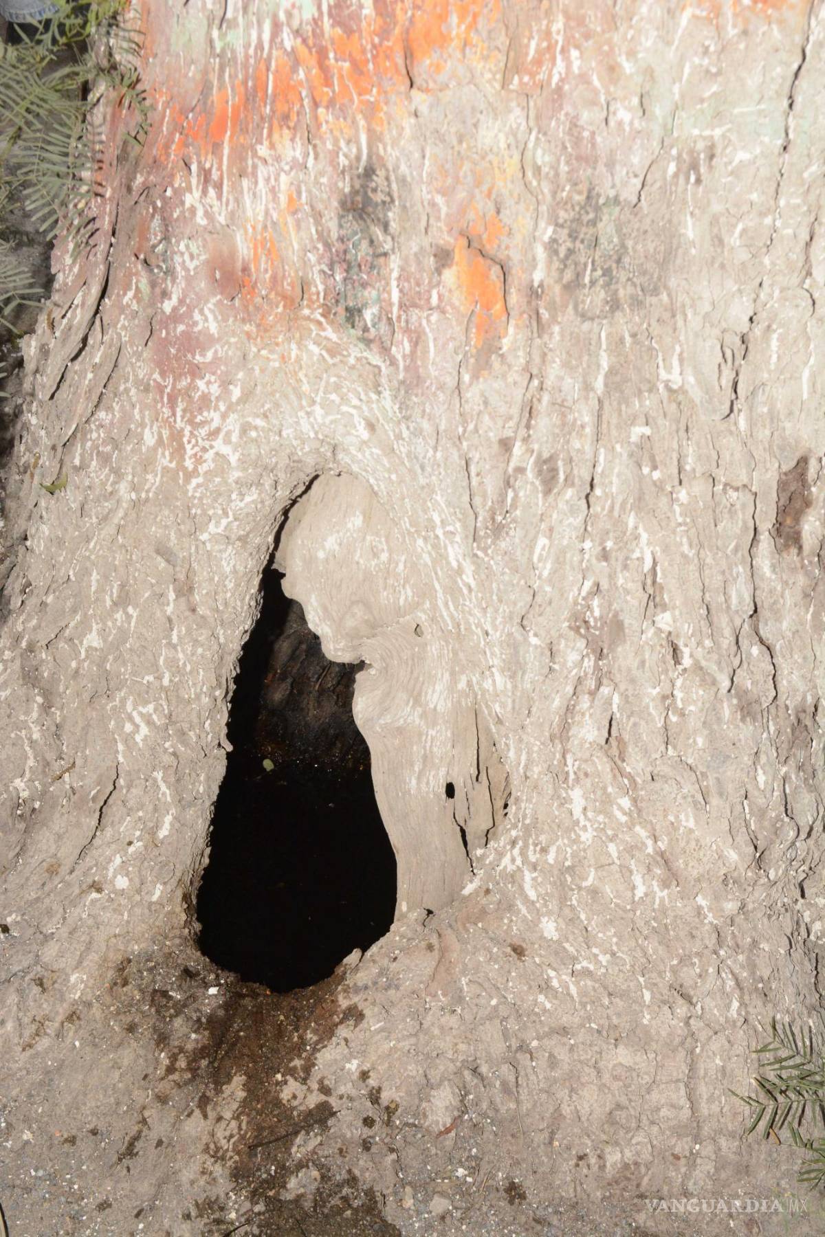 $!Activistas encontraron un líquido oscuro parecido al aceite quemado, argumentando que se le colocó para sacarlo y tener justificación de cortarlo posteriormente.