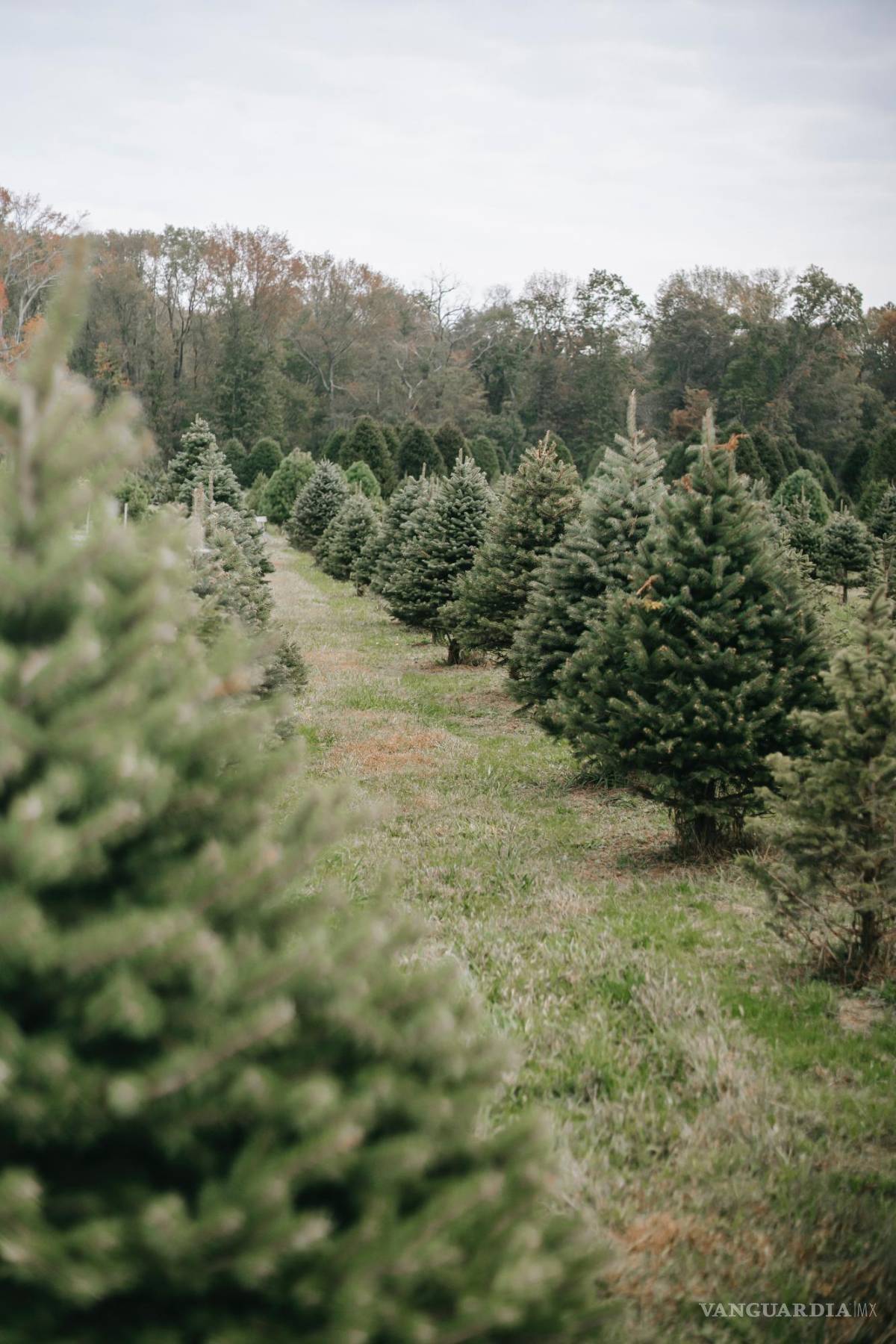 $!Si ya pasó la Revolución Mexicana, ¿ya puedo poner el pino de Navidad?