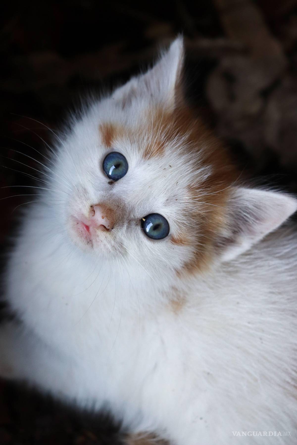 $!Rasgos físicos adorables activan en los humanos el esquema de bebé, un mecanismo biológico que genera empatía e instinto de protección hacia los mininos.