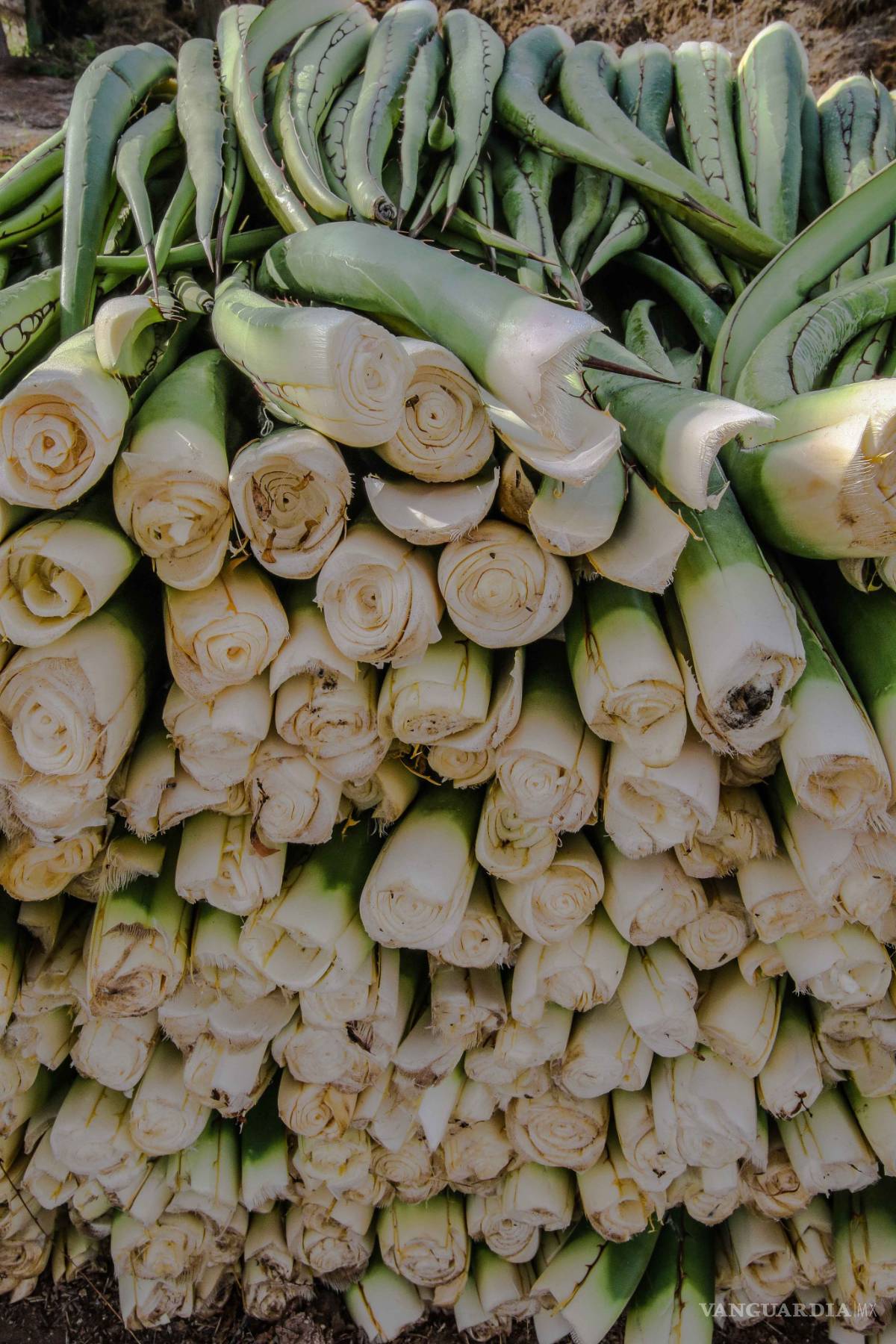 $!Lechuguilla, sobreviviente del desierto