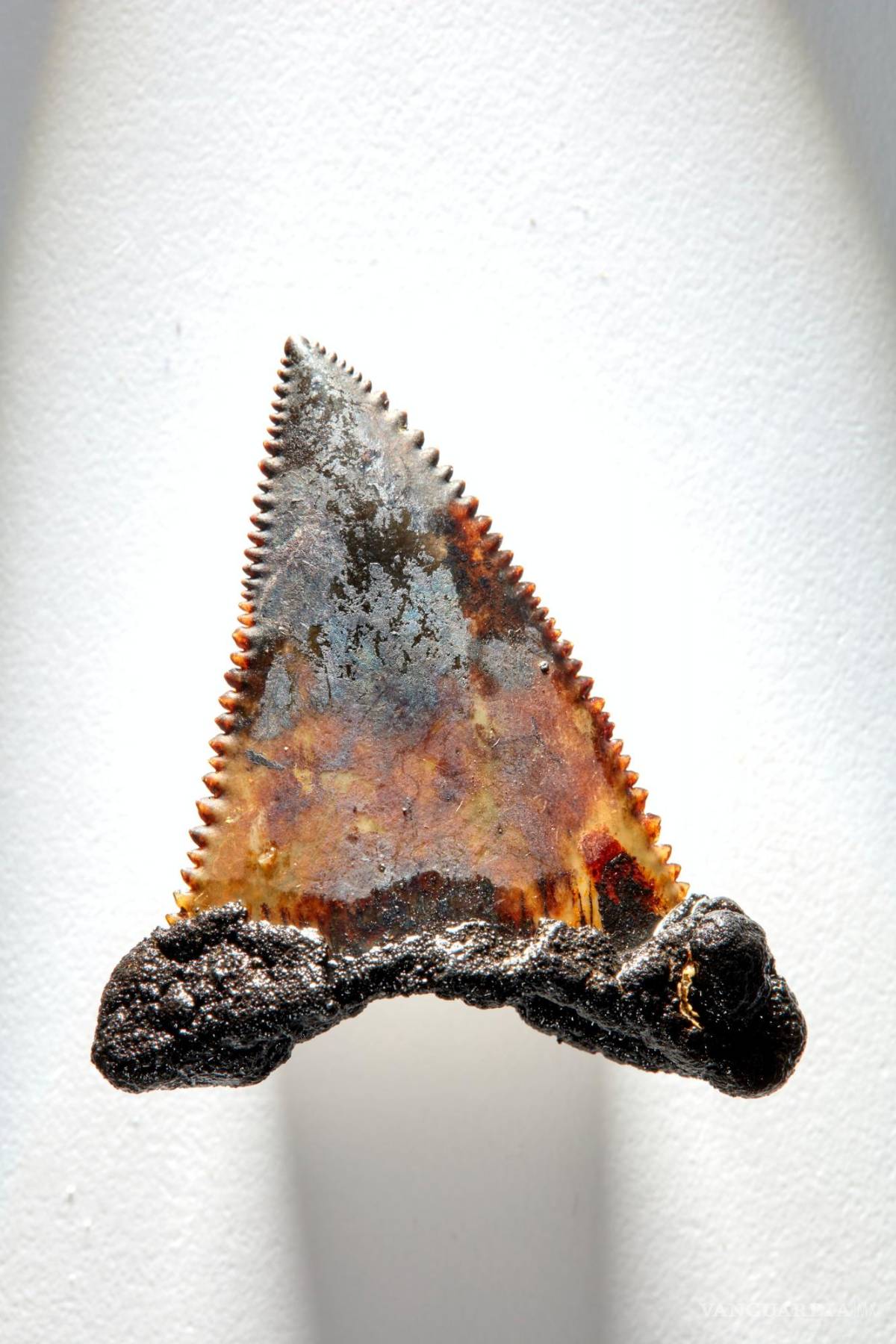 $!Diente mineralizado de tiburón más pequeño hallado en el fondo marino australiano.