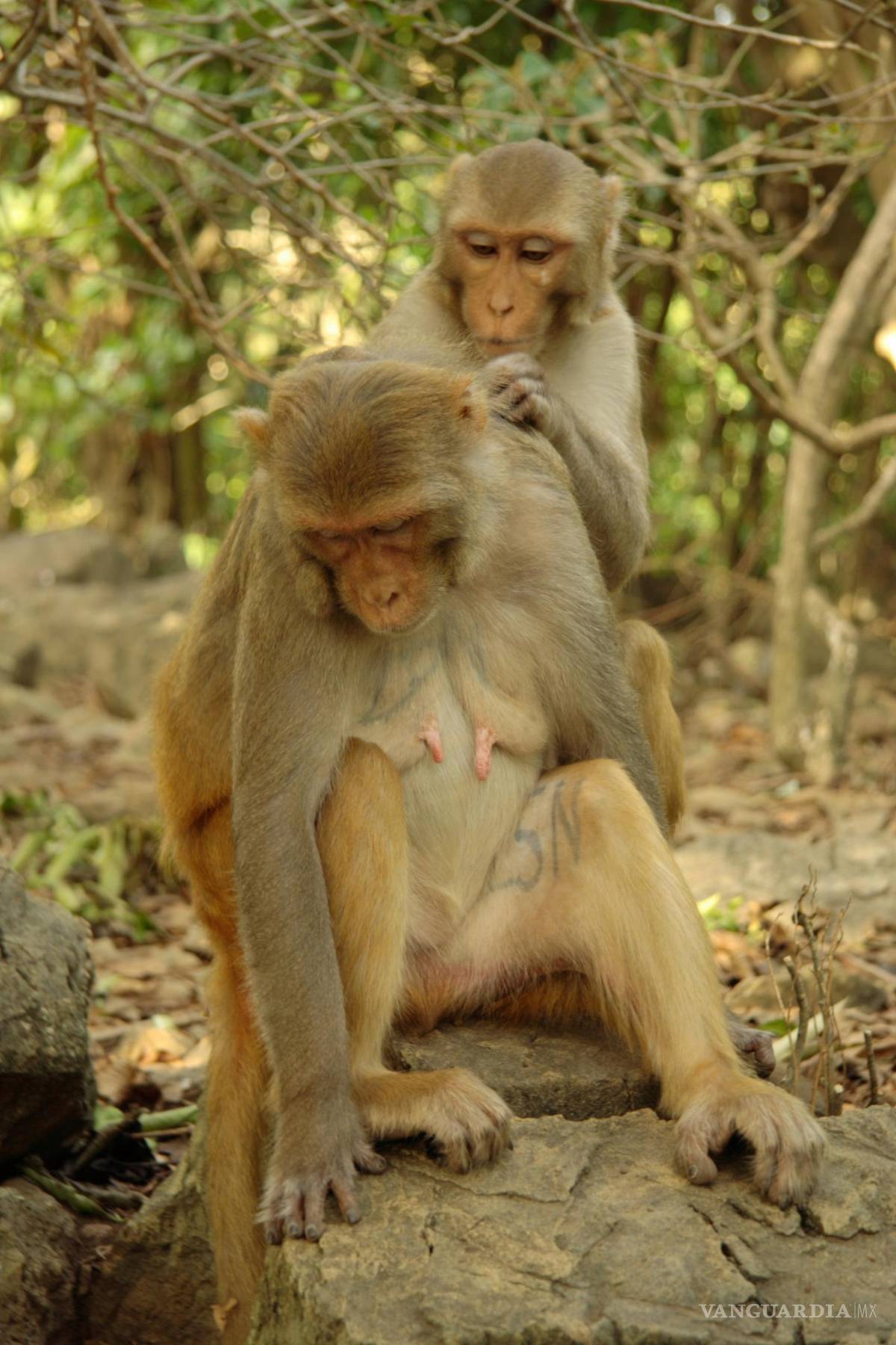 $!Investigación sugiere que algunos monos son propensos al aislamiento social