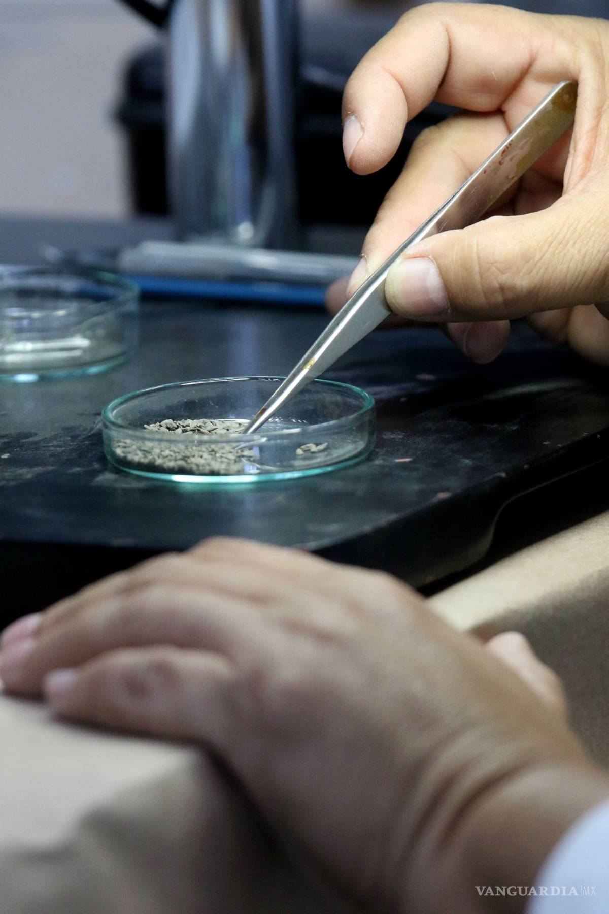 $!Museo del Desierto de Saltillo acerca a la gente a sus investigadores para que aprecien su trabajo en laboratorio