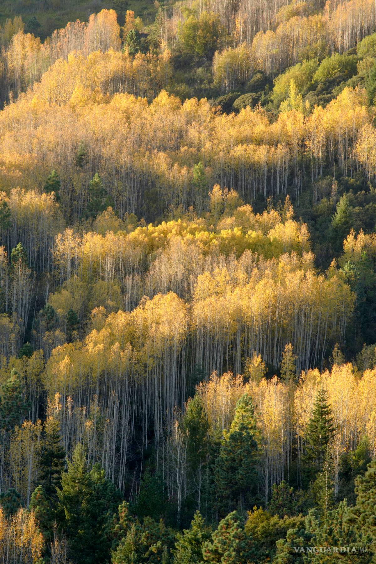 $!Presentarán paisajes naturales y lecturas en Las Delicias de mi General: La Efigenia