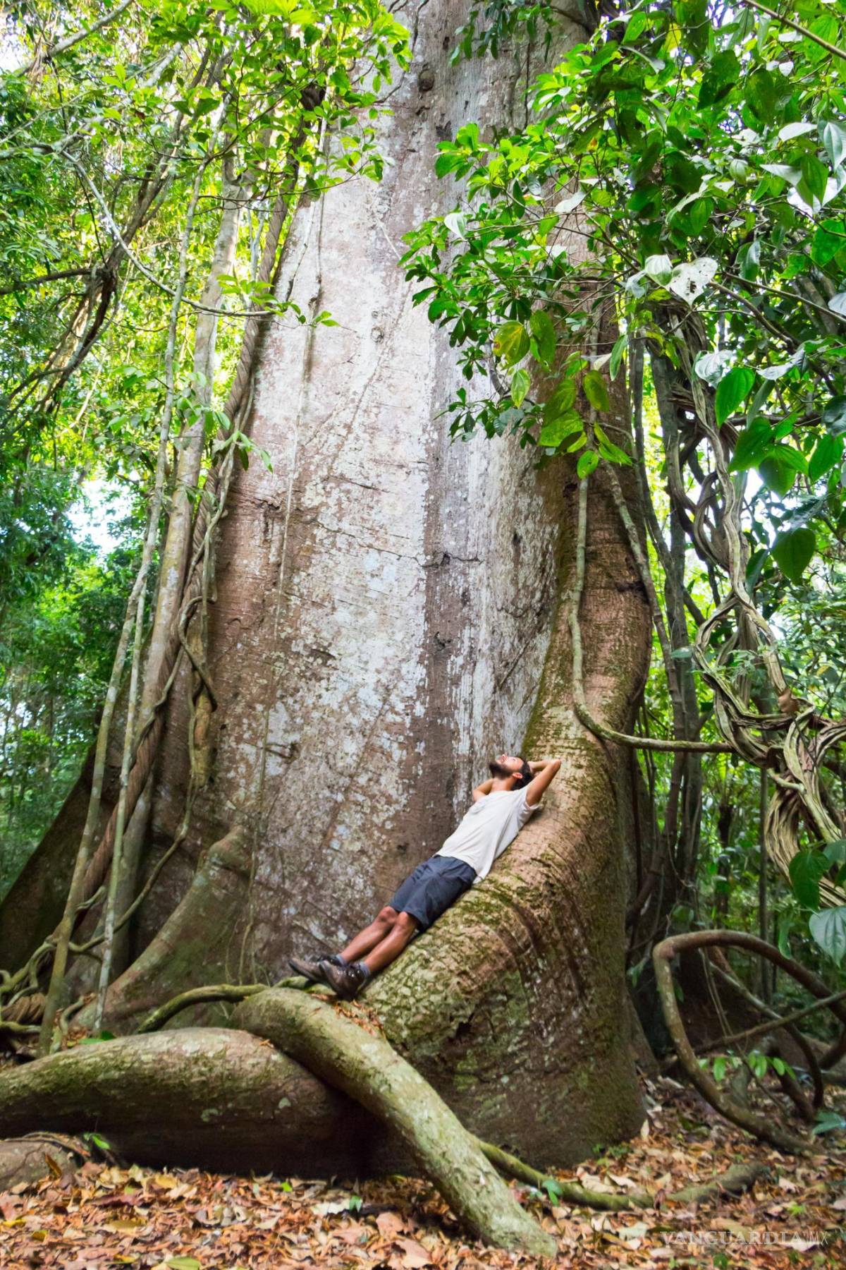 $!Viajero recostado sobre las raíces de un árbol amazónico, en Brasil.