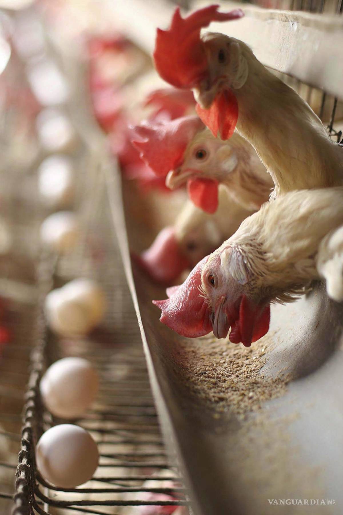 $!Un equipo de científicos analizó el ADN antiguo de pollos de los últimos mil años con el objetivo de poder indagar la evolución del virus de la enfermedad de Marek.