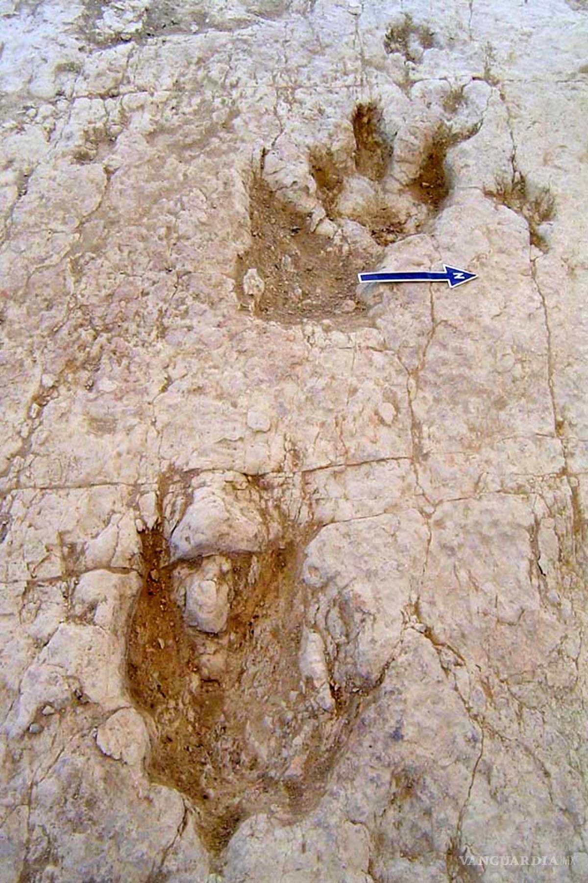 $!Hallan cerca de Saltillo huellas de dinosaurio que datan de hace 90 millones de años