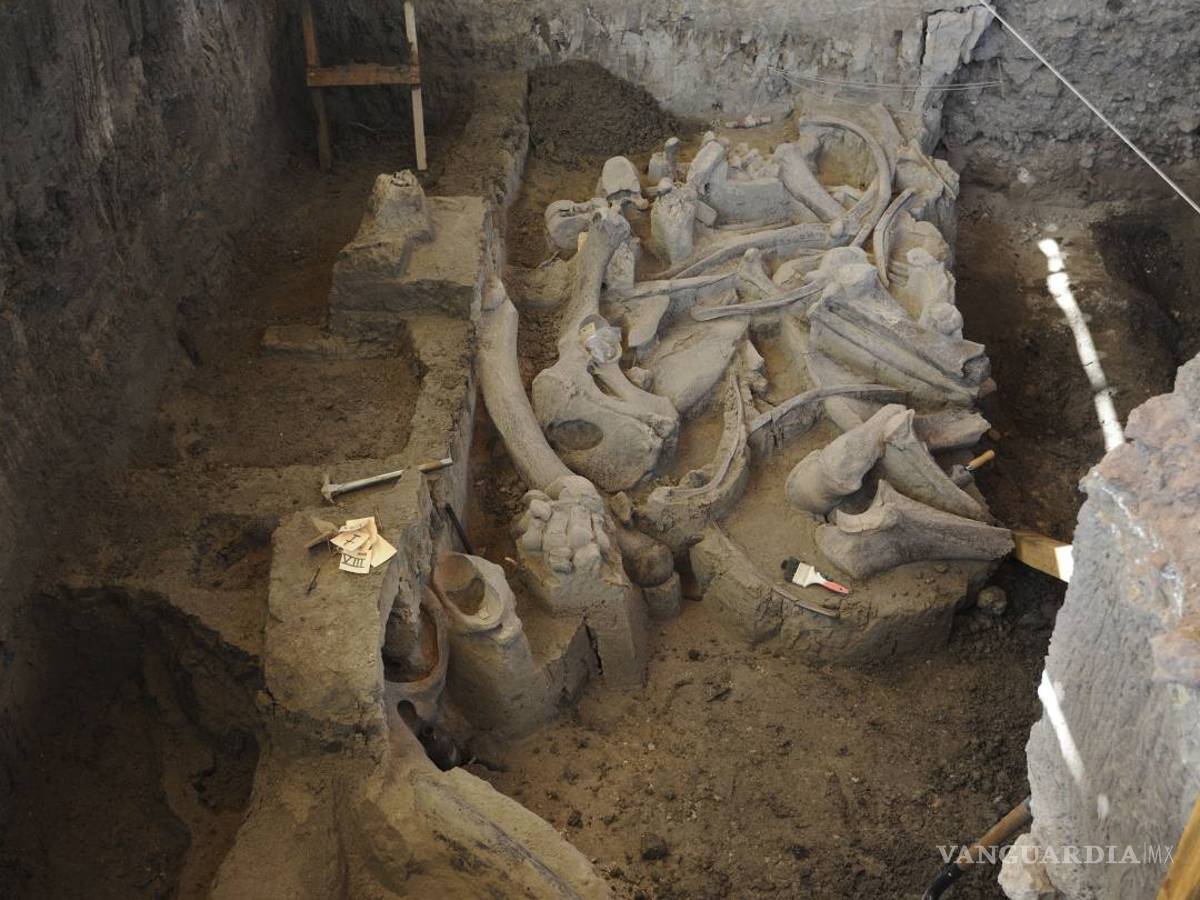 $!Hallan restos de un mamut de hace 13 mil años en México