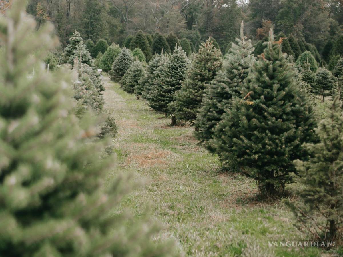 $!Si ya pasó la Revolución Mexicana, ¿ya puedo poner el pino de Navidad?