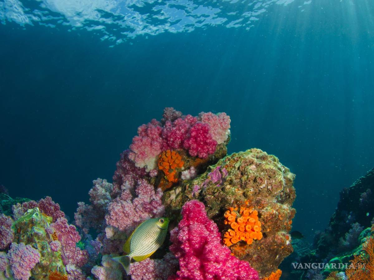 $!Día Mundial de los Océanos, ¿cómo podemos salvarlos desde nuestras casas?