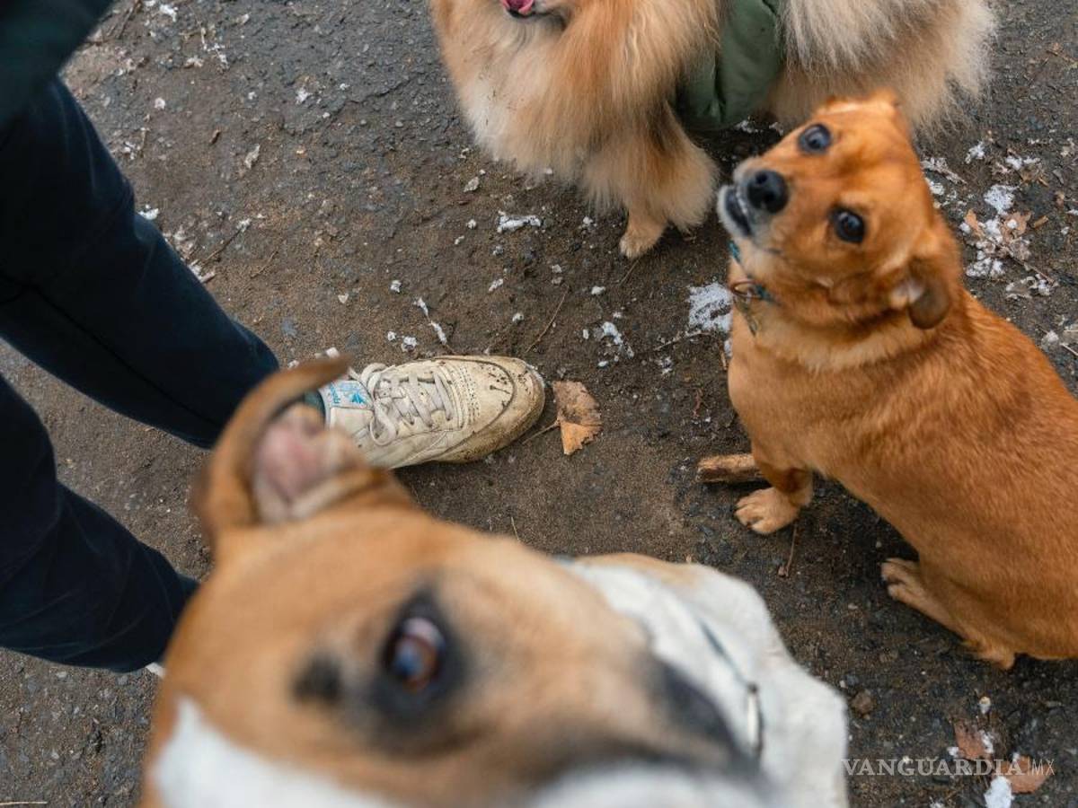$!En los lugares donde el uso recreativo es legal, los fumadores están tirando los restos de los porros a la calle. Los perros se los comen y se enferman cada vez más.
