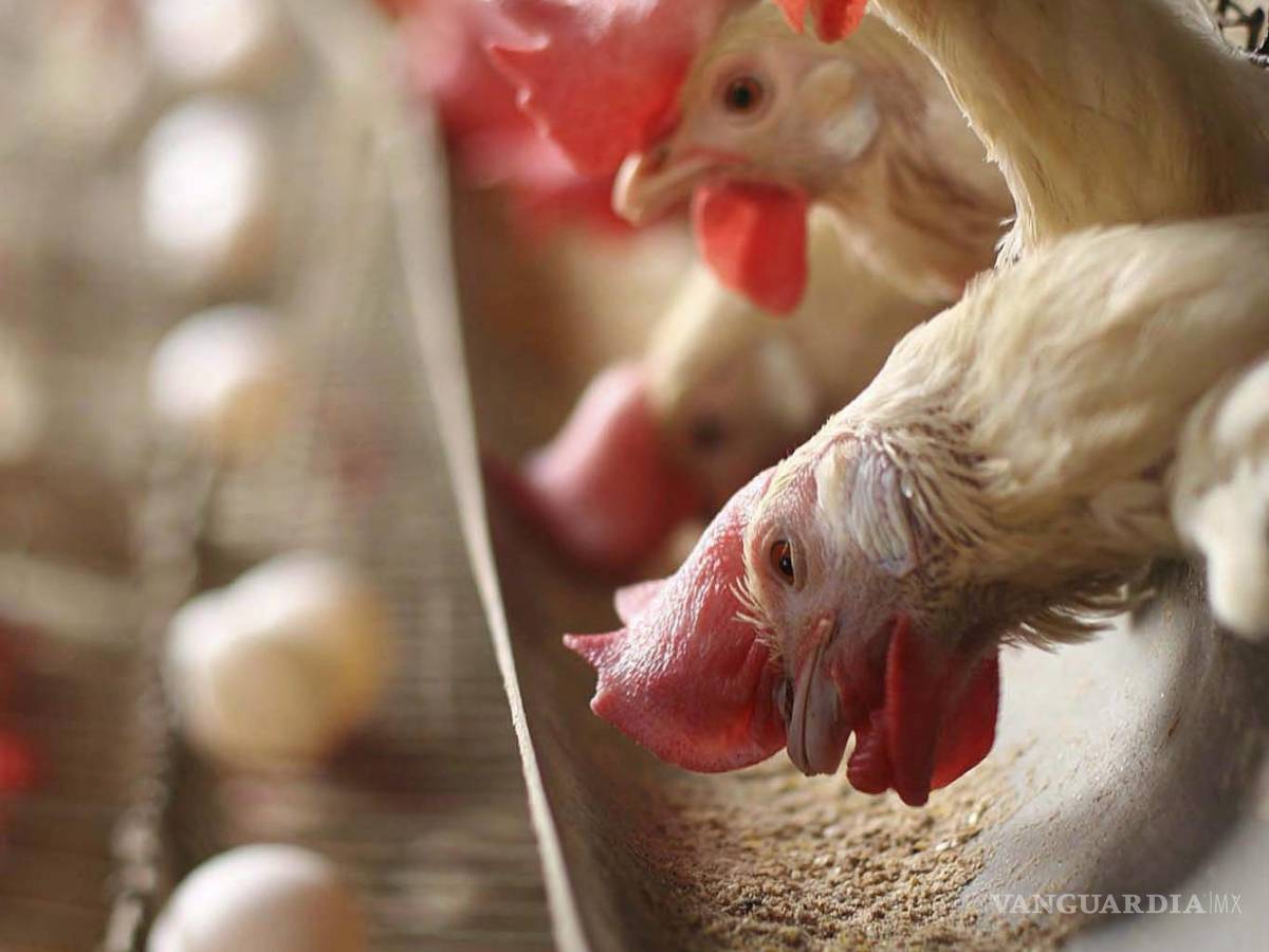 $!Un equipo de científicos analizó el ADN antiguo de pollos de los últimos mil años con el objetivo de poder indagar la evolución del virus de la enfermedad de Marek.