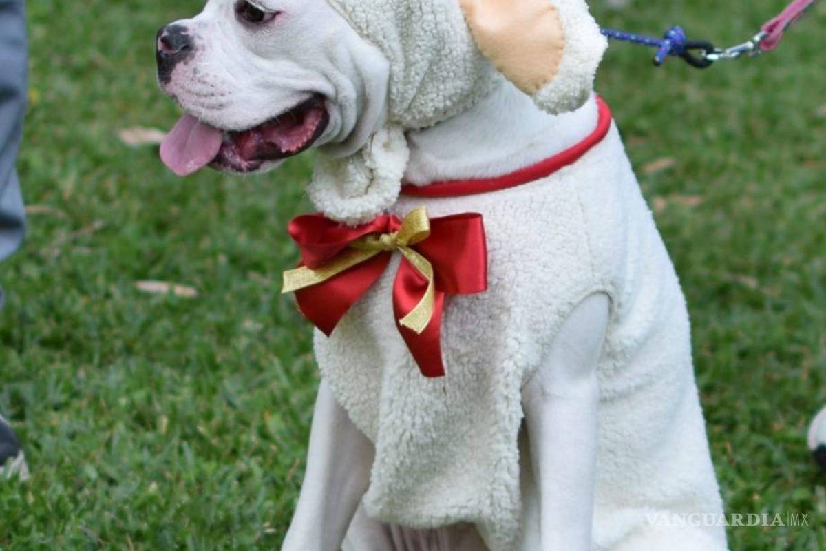 ¡Lomitos en camino hacia Belén! Arman Pastorela con perritos en Veracruz (Imágenes)