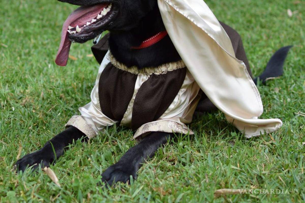 ¡Lomitos en camino hacia Belén! Arman Pastorela con perritos en Veracruz (Imágenes)