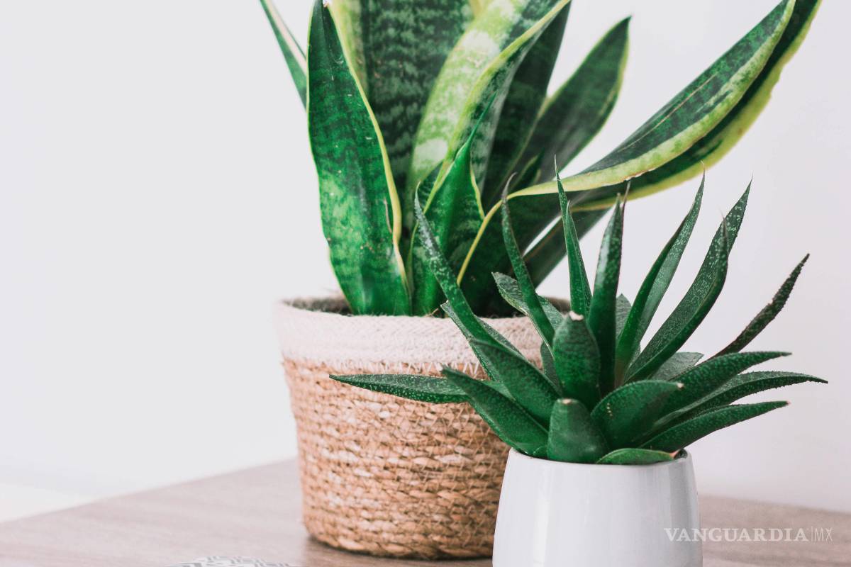 $!Las plantas pueden ser tan grandes o chicas como lo requieran los espacios.