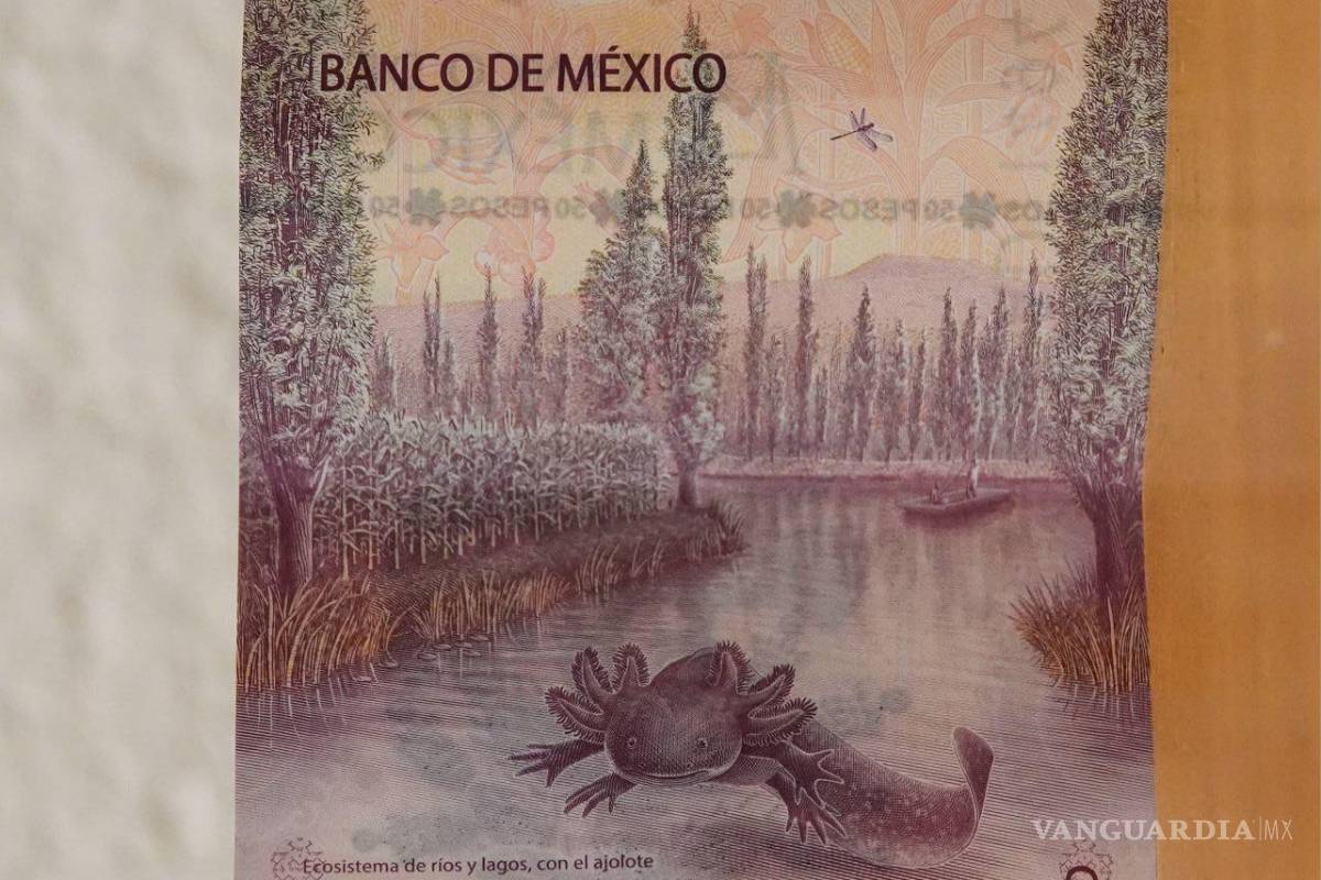 El ajolote del nuevo billete ‘acabaría’ con la economía mexicana