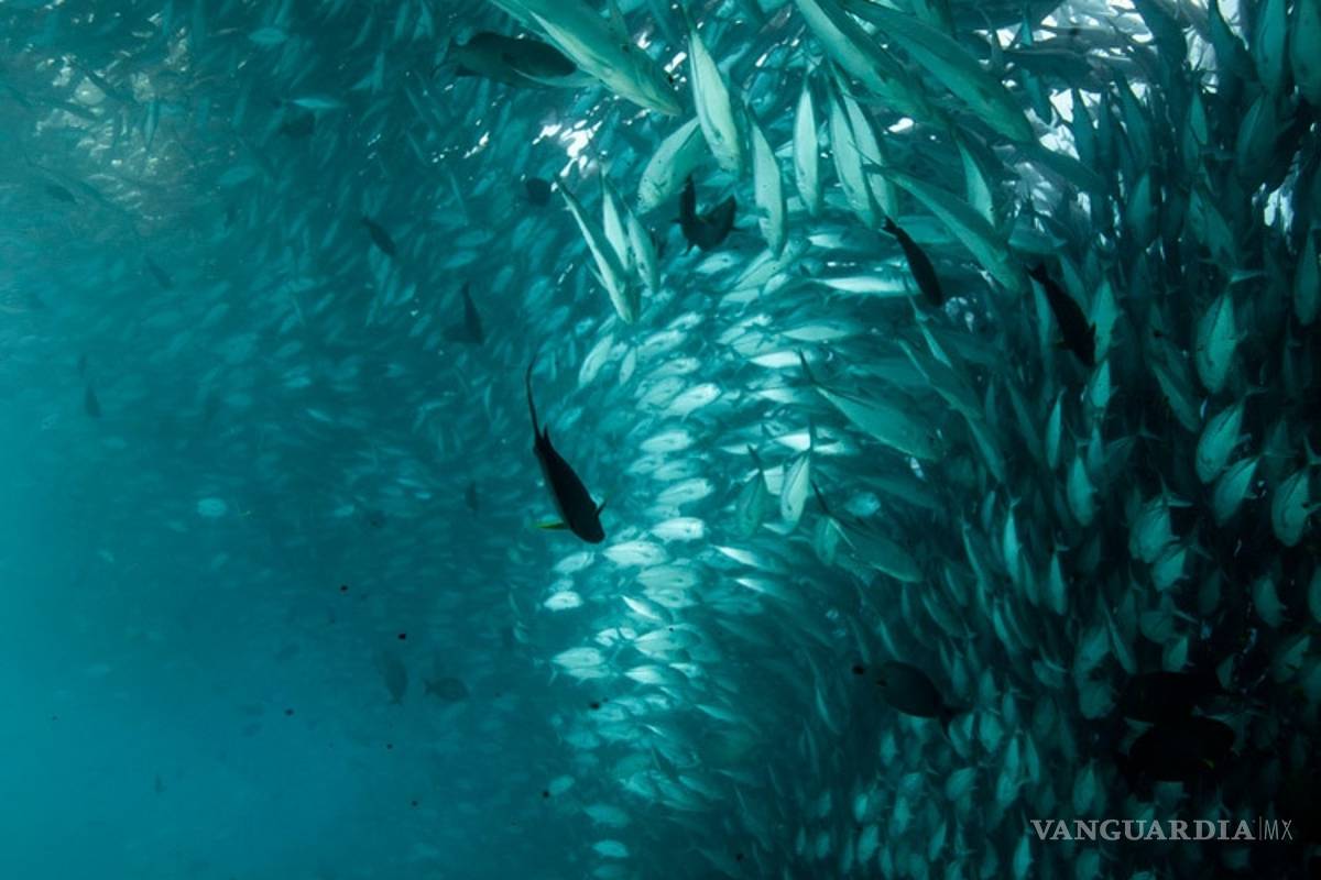 $!En México los tiburones valen más vivos que muertos