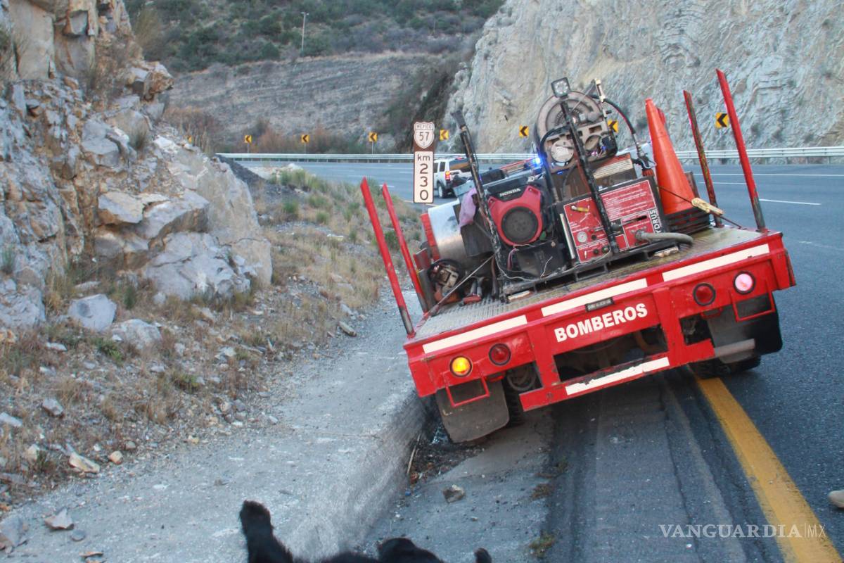 Encuentran muerto a oso negro en carretera a Los Chorros