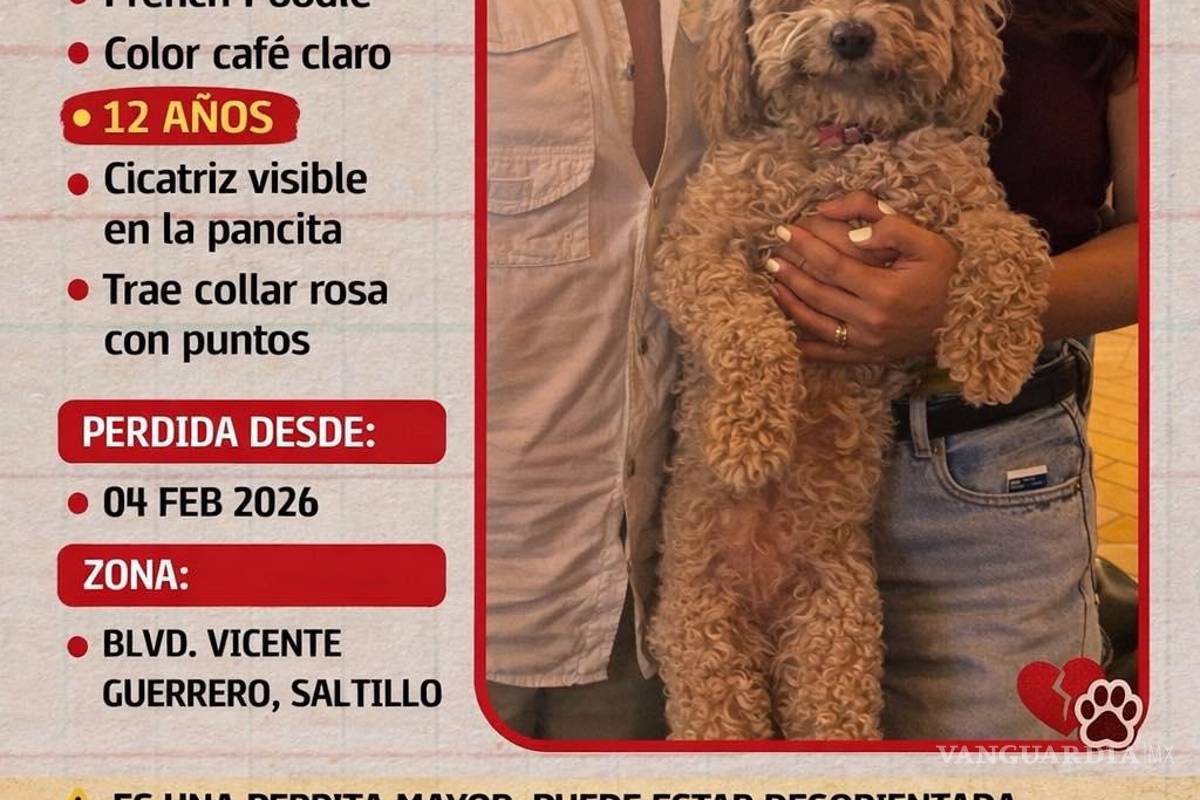 $!Brisa, una French Poodle de 12 años, desapareció el 4 de febrero en la zona del bulevar Vicente Guerrero; piden no perseguirla si es vista.