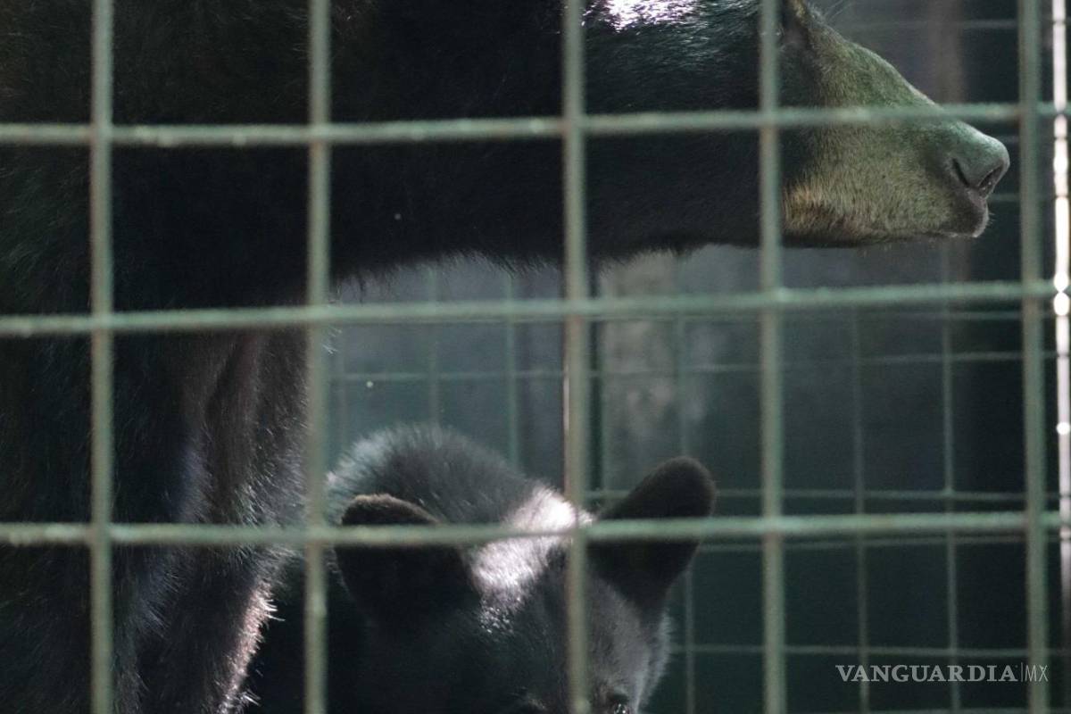 Aumentan avistamientos de osos negros en Coahuila; invitan a protegerlos