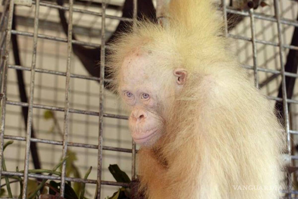 $!Una orangutana albina de Indonesia recibe el nombre de “Alba"