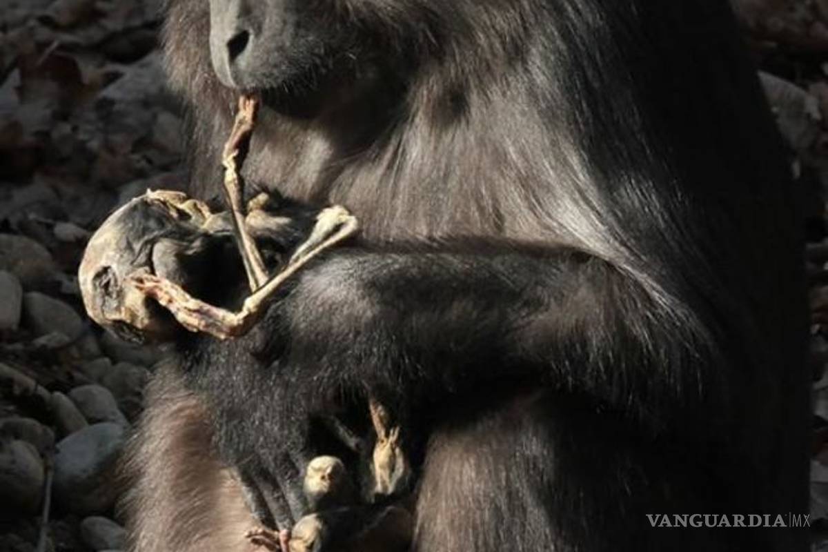Captan espeluznante momento en el que un mono se come a su bebé muerto