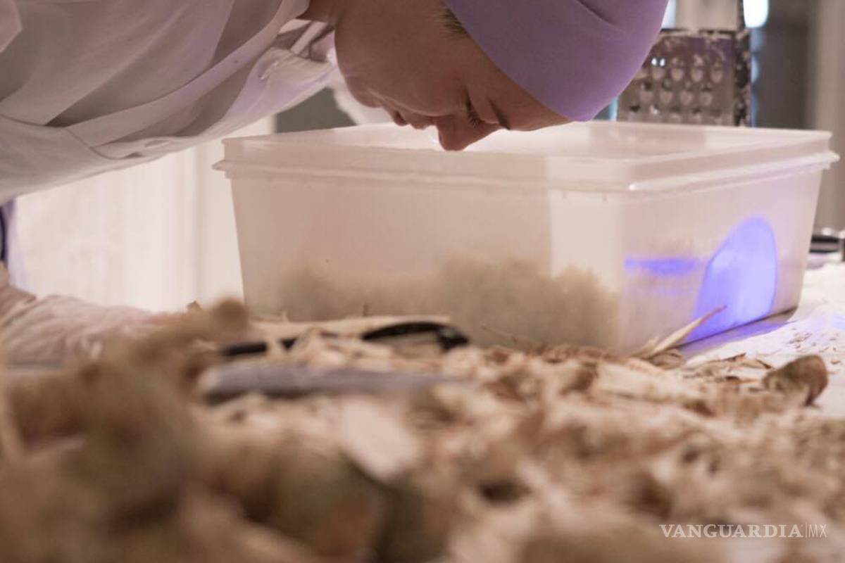 $!Una artista del performance social: Arantxa Araujo