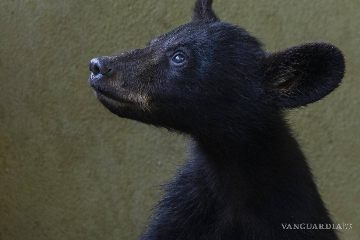 Cachorros huérfanos de osa atropellada ya no regresarán al entorno natural; evalúan lugares de resguardo