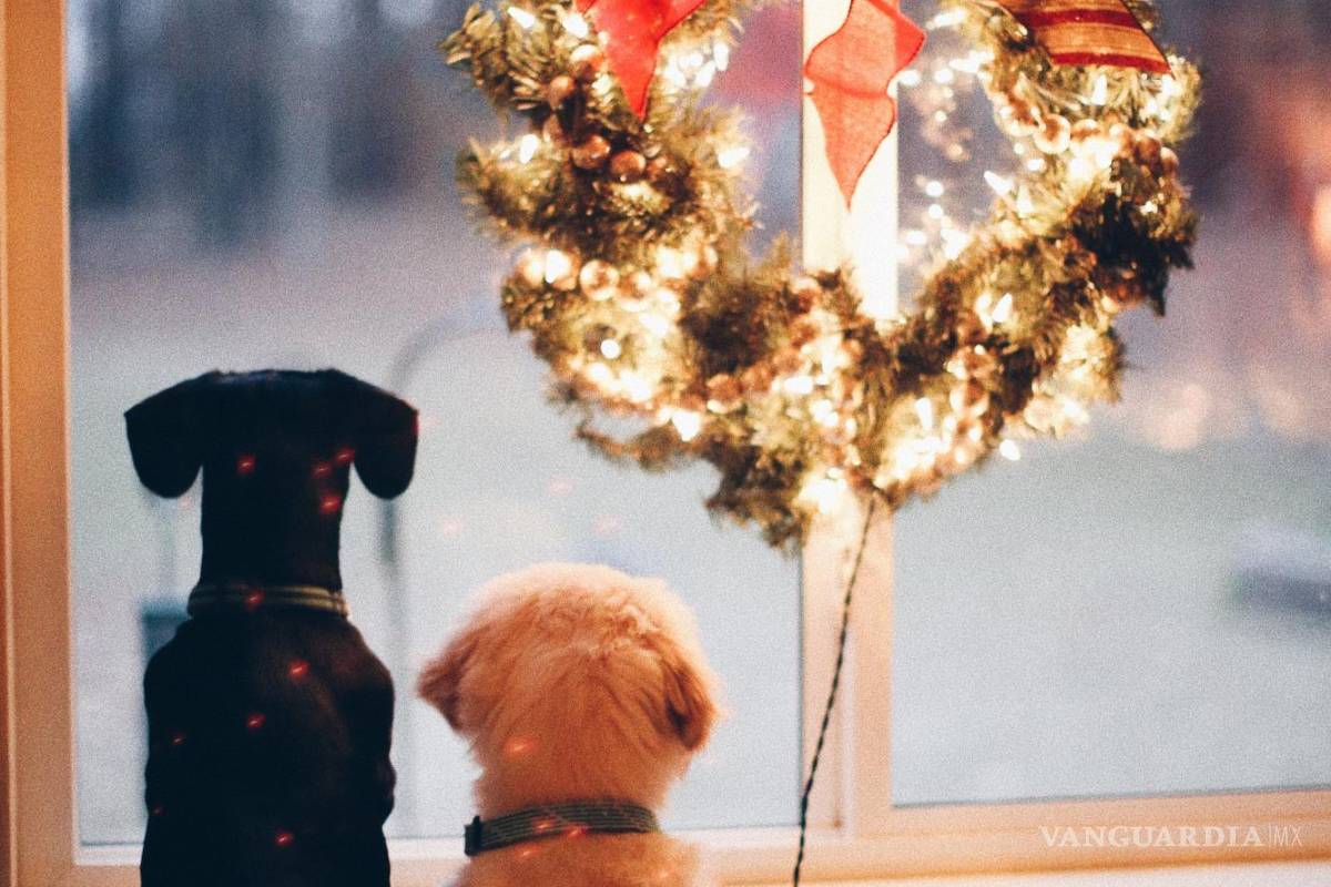 Así afecta la pirotecnia a Coahuila: más de la mitad de los hogares tiene mascota