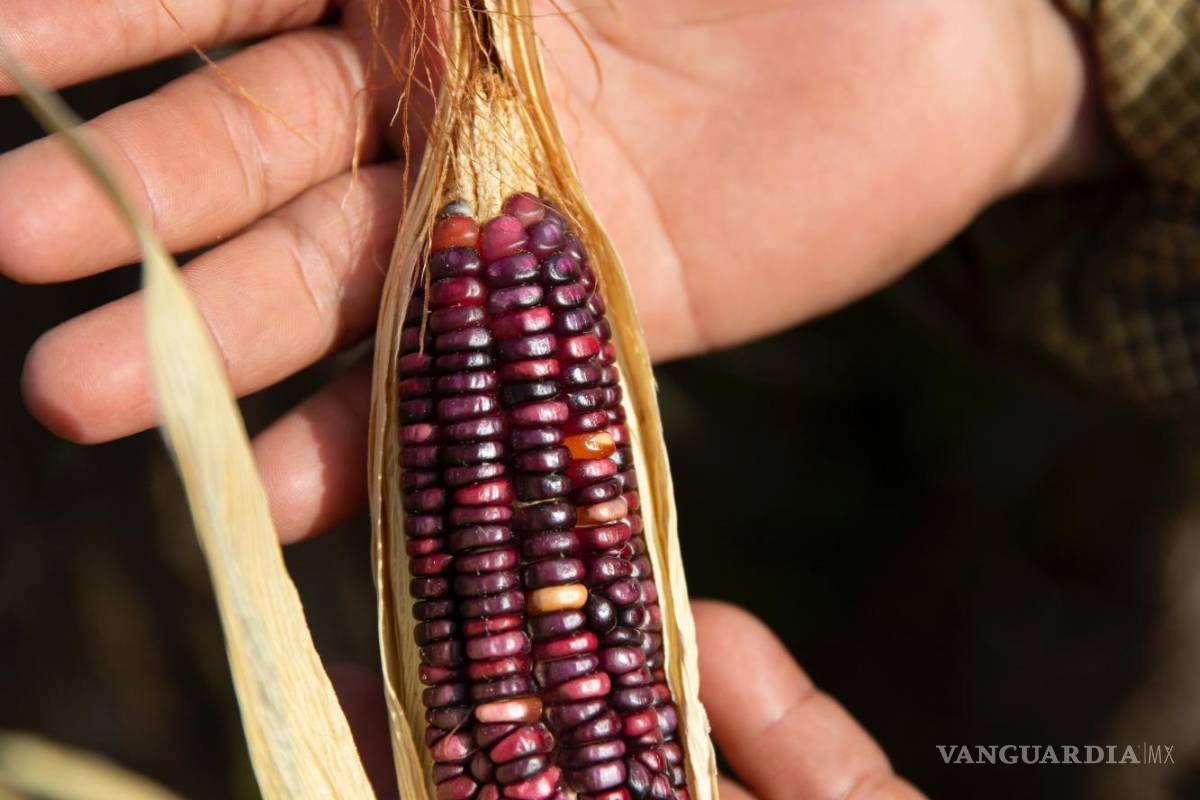 $!El granjero Nazario Poot Palomo muestra un maíz Nal T’eel cultivado en su tierra en Xoy, Yucatán, México.