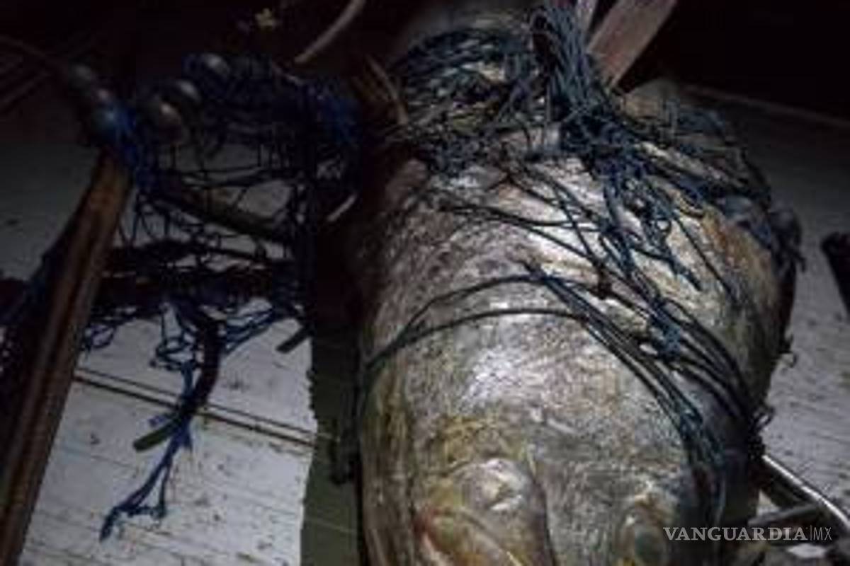 El rescate de una ballena expone el problema de la pesca ilegal en México