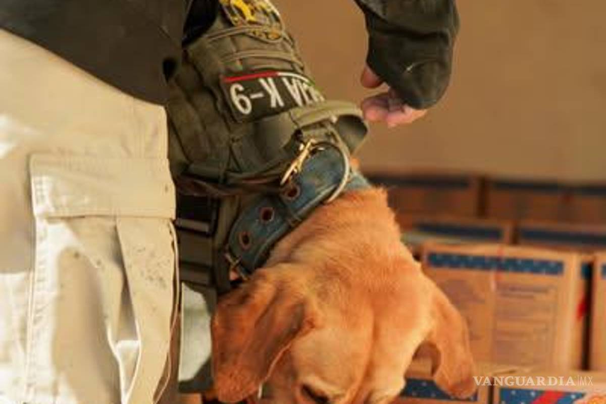 Policía Municipal implementa filtros de seguridad en Torreón, usa unidades caninas de apoyo