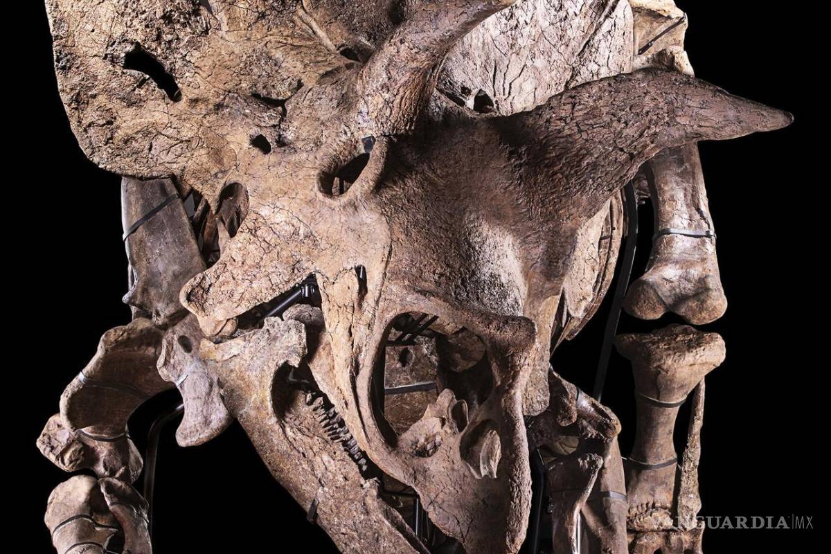 Museo de Florida exhibirá un Triceratops, el mayor de su especie nunca antes descubierto