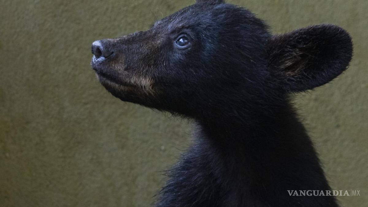 Cachorros huérfanos de osa atropellada ya no regresarán al entorno natural; evalúan lugares de resguardo
