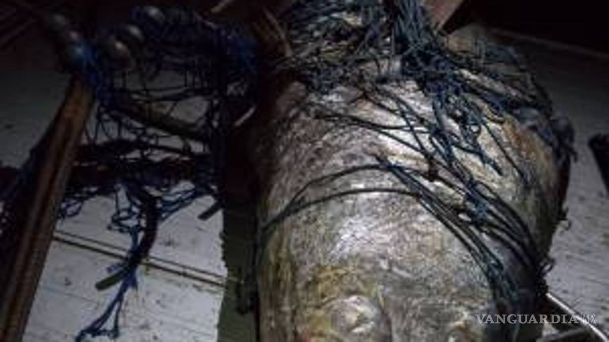 El rescate de una ballena expone el problema de la pesca ilegal en México