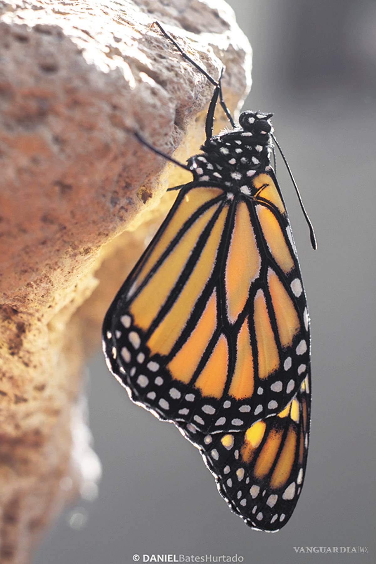 $!La cigüeña de mariposas