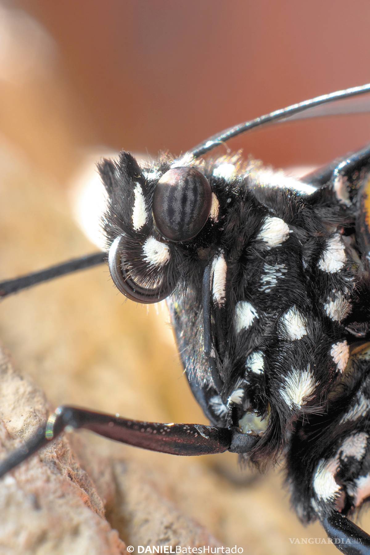 $!La cigüeña de mariposas