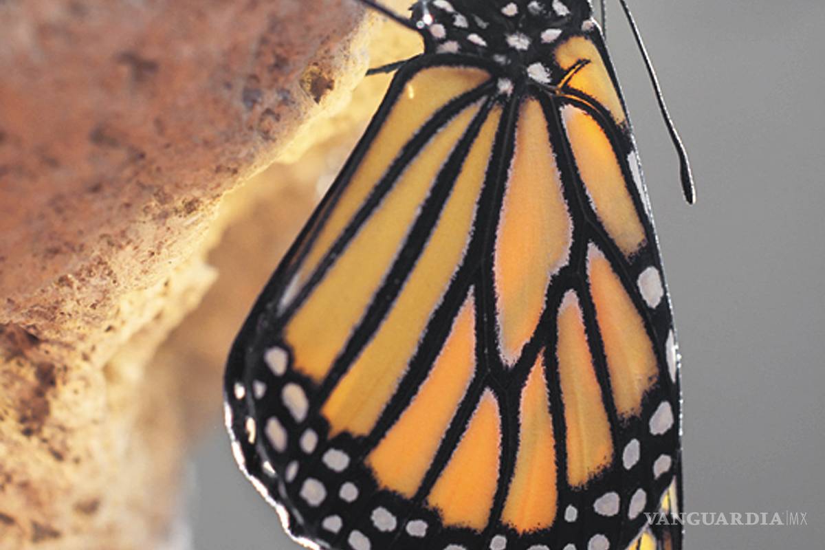 $!La cigüeña de mariposas