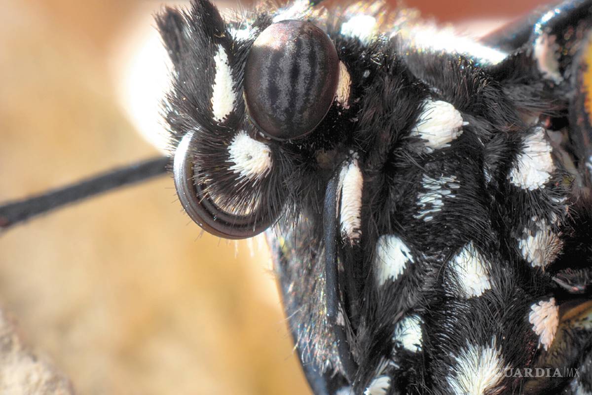 $!La cigüeña de mariposas