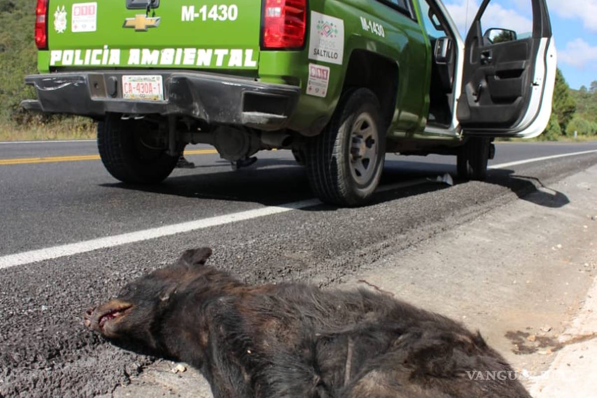 Localizan oso negro muerto sobre carretera 57; será usado con fines científicos