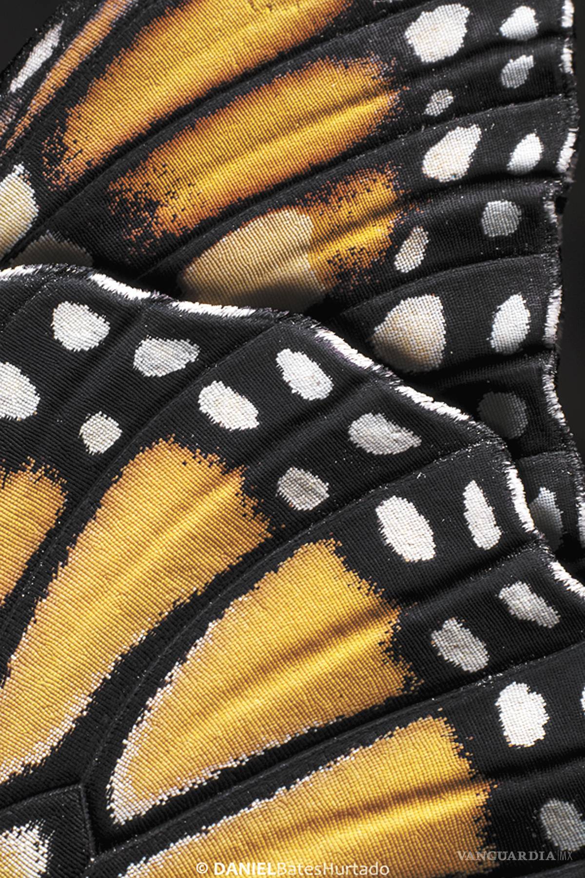 $!La cigüeña de mariposas