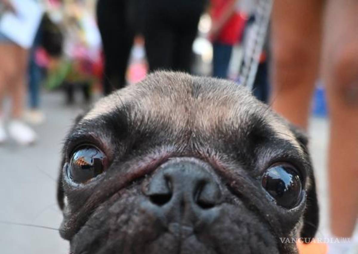 $!El festival canino reunió a decenas de perros en un ambiente de alegría y respeto hacia los animales.