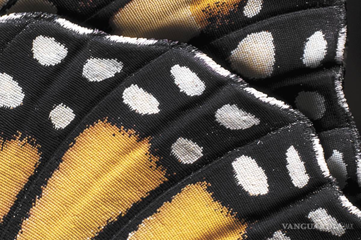 $!La cigüeña de mariposas