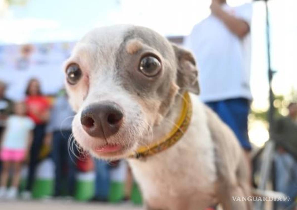 $!El festival canino reunió a decenas de mascotas en un ambiente de alegría y responsabilidad.