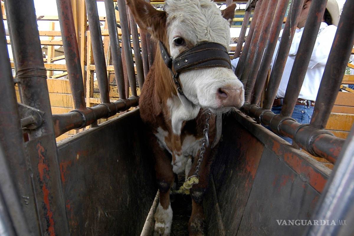 Sin apoyo federal los ganaderos de Coahuila