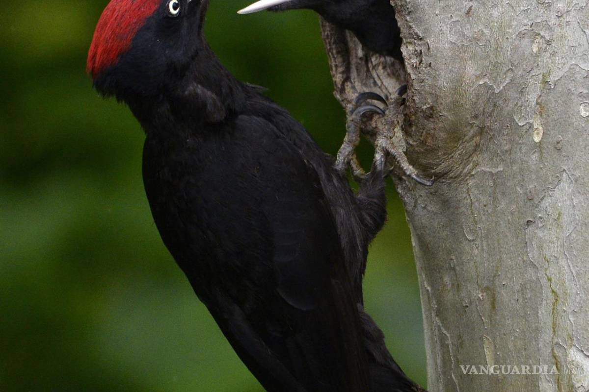 Hay seis veces más aves que humanos en el mundo